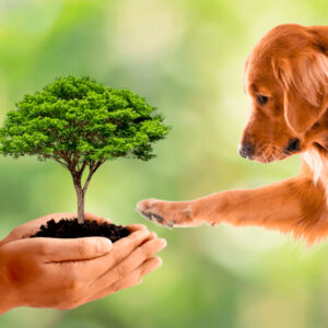 Guía Digital de Gestión Ambiental