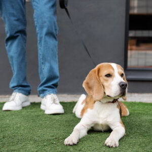 Programa para Cachorros
