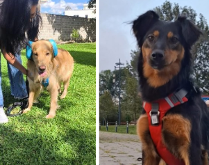 Kathy, Shadow y hazel